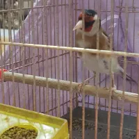 سهره جوجه سال رام ومست شیرین بخون