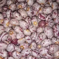 فروش لوبیا چیتی