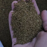 بذر یونجه|خدمات باغبانی و درختکاری|مهاباد (آذربایجان غربی), |دیوار