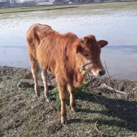 ورزا کوله چالوسی اصیل      گاو ورزا لیشه