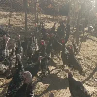 جوجه بوقلمون|حیوانات مزرعه|نیشابور, ریوند|دیوار