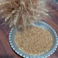 یک تن گندم دیم چین کمباین