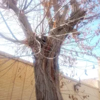 بریدن درخت رایگان هرس کندن زمین خریدچوب درختکاری