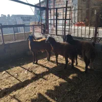 بره نر|حیوانات مزرعه|گمیشان, |دیوار