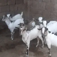 تعدادی کهره خصبی نزارنری بره قوچ بفروش میرسد