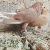 تعدادی کبوتر