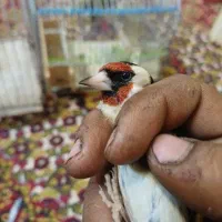 سهره چارگل|پرنده|مشهد, پورسینا|دیوار