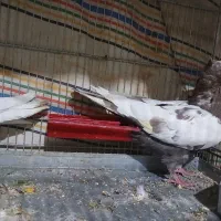 کبوتر سینه ای|پرنده|بروجن, |دیوار