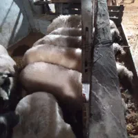 فروش کاو گوساله ومیش ابستن|حیوانات مزرعه|حویق, |دیوار