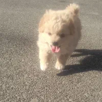 سگ پامرانین