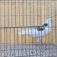 کبوتر هما تیکه پاره|پرنده|تهران, بیسیم|دیوار