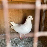 کبوتر|پرنده|رشت, لاکان شهر|دیوار