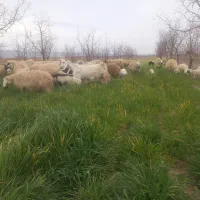 به یک چوپان در خراسان جنوبی نیازمندیم