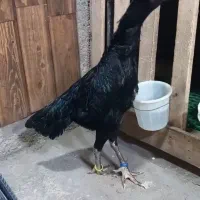 لاری|حیوانات مزرعه|رشت, بوسار|دیوار