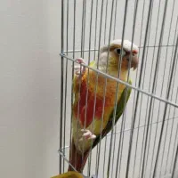 گرنچیک ماده مولد سایز کینک 3ساله