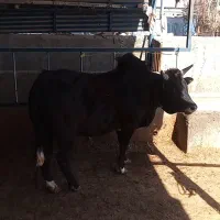 گوساله چاق ، گاو