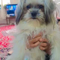 فروش وواگذاری