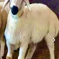 گوسفند زنده