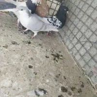 کفتر پلنگ افغانی و طاووسی ،ساده کاملی و کله سیاه|پرنده|مشهد, امیریه|دیوار