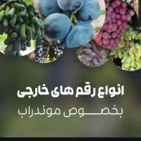 انواع ریشه انگور
