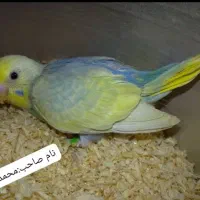 مرغ عشق رینبو