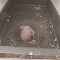 جفت لوتینو مولد با جوجه|پرنده|اسلامشهر, چیچکلو|دیوار