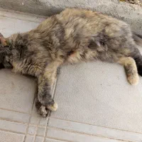 یک گربه پرشین زیبا و آرام|گربه|مشهد, کوثر|دیوار