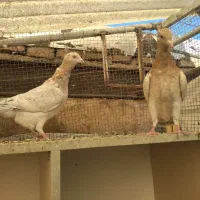 کبوتر رنگی|پرنده|قزوین, |دیوار