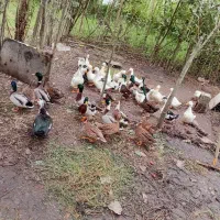 اردک و مرغ محلی،همه دورگ گوشتی|حیوانات مزرعه|رشت, کوی عرفان|دیوار