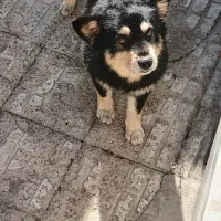 فروش یاواگذاری سگ