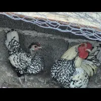 مرغ وخروس به فروش میرسد