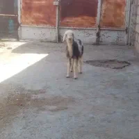 بره افشار ماده  درجه یک