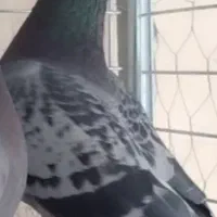 نر و ماده  پلاکی مسابقه داده اراکم ارسال دارم