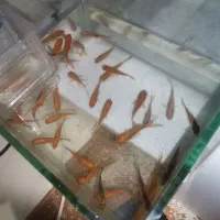 ماهی قرمز اکواریومی