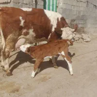 گاو سیمینتال شیری با گوساله نر