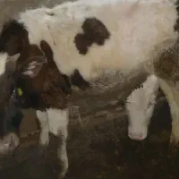 گاو گوساله نر|حیوانات مزرعه|نظر کهریزی, |دیوار