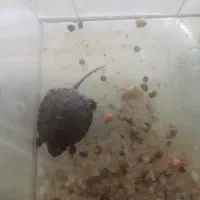 ماهی زیبا آبی