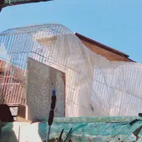 قفس بزرگ ،عروس هلندی