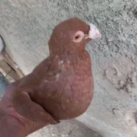 کفتر سرخ