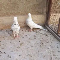 چهار عدد کبوتر  فروشی|پرنده|قم, باغ کرباسی|دیوار