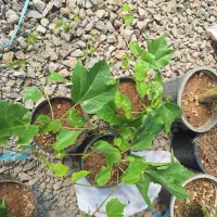 گل موچسب مخصوص دیوار