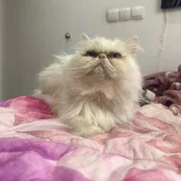 گربه پرشین سوپر فلت|گربه|مشهد, گوهرشاد|دیوار