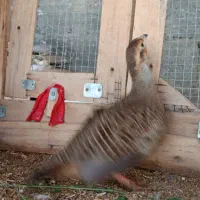 کپ پاکستانی