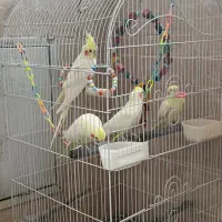 عروس هلندی