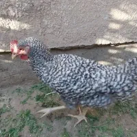 خروس امرک|حیوانات مزرعه|شاهین دژ, |دیوار