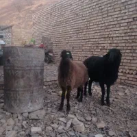 بره نر هترو|حیوانات مزرعه|اسفراین, |دیوار