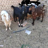 گوسفند بز فروش|حیوانات مزرعه|بیرجند, |دیوار