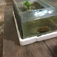 اکواریوم|ماهی|نیشابور, شهید جعفری|دیوار