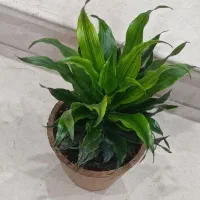 گل کامپکت شیک و زیبا|گل و گیاه طبیعی|کرمانشاه, |دیوار