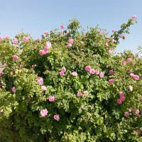 باغ|فروش خانه و ویلا|مشهد, درزآب|دیوار